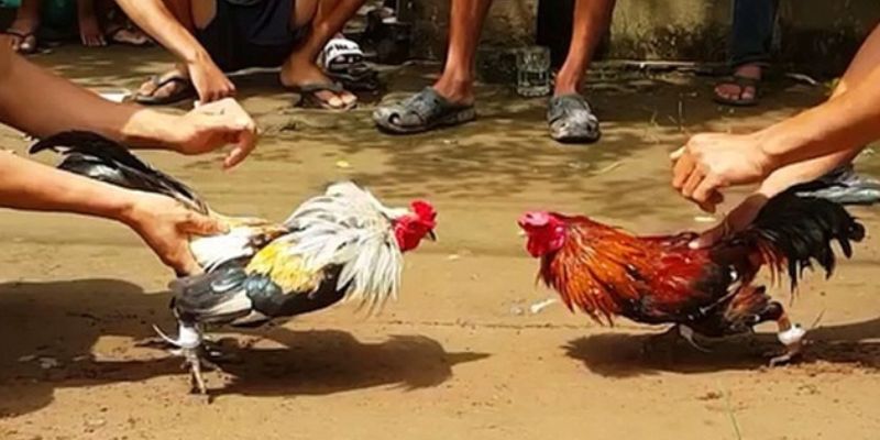 một số điểm quan tâm khi thực hiện băng cựa gà đá